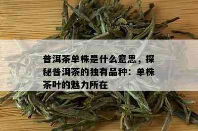 普洱茶单株是什么意思，探秘普洱茶的独有品种：单株茶叶的魅力所在