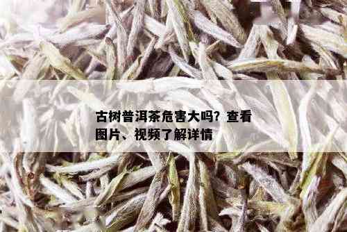 古树普洱茶危害大吗？查看图片、视频了解详情