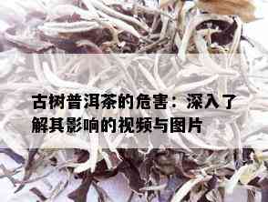 古树普洱茶的危害：深入了解其影响的视频与图片