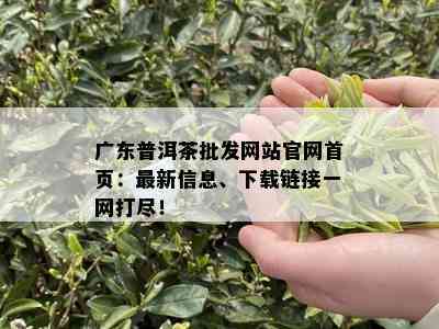 广东普洱茶批发网站官网首页：最新信息、下载链接一网打尽！