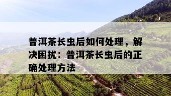 普洱茶长虫后如何处理，解决困扰：普洱茶长虫后的正确处理方法