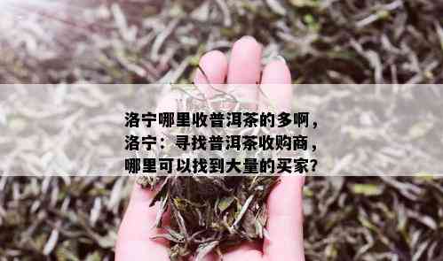 洛宁哪里收普洱茶的多啊，洛宁：寻找普洱茶收购商，哪里可以找到大量的买家？