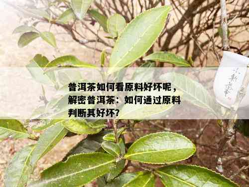 普洱茶如何看原料好坏呢，解密普洱茶：如何通过原料判断其好坏？