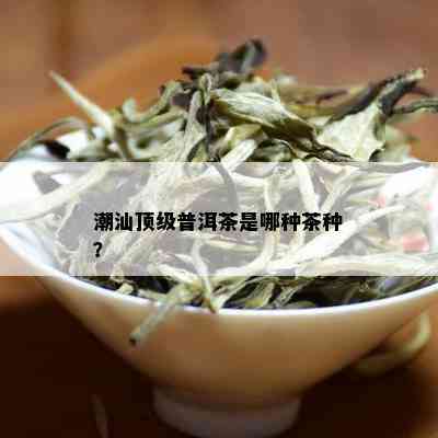 潮汕顶级普洱茶是哪种茶种？