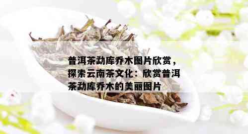 普洱茶勐库乔木图片欣赏，探索云南茶文化：欣赏普洱茶勐库乔木的美丽图片