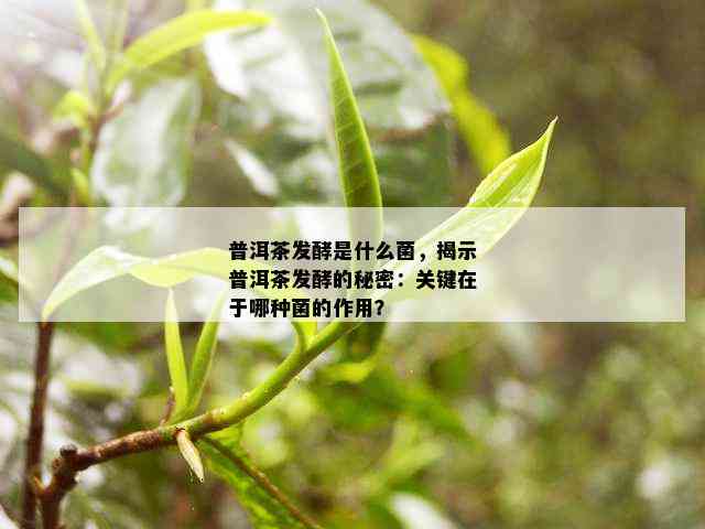 普洱茶发酵是什么菌，揭示普洱茶发酵的秘密：关键在于哪种菌的作用？