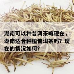 湖南可以种普洱茶嘛现在，湖南适合种植普洱茶吗？现在的情况如何？