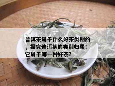 普洱茶属于什么好茶类别的，探究普洱茶的类别归属：它属于哪一种好茶？