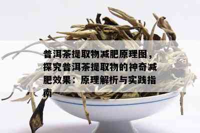 普洱茶提取物减肥原理图，探究普洱茶提取物的神奇减肥效果：原理解析与实践指南