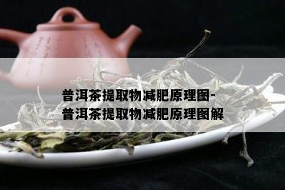 普洱茶提取物减肥原理图-普洱茶提取物减肥原理图解