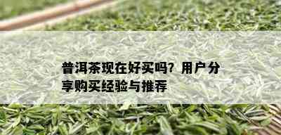 普洱茶现在好买吗？用户分享购买经验与推荐