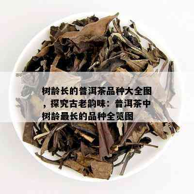 树龄长的普洱茶品种大全图，探究古老韵味：普洱茶中树龄最长的品种全览图