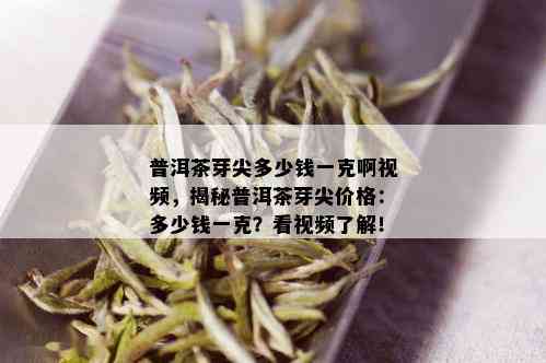 普洱茶芽尖多少钱一克啊视频，揭秘普洱茶芽尖价格：多少钱一克？看视频了解！