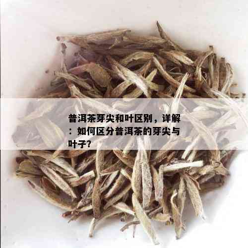 普洱茶芽尖和叶区别，详解：如何区分普洱茶的芽尖与叶子？