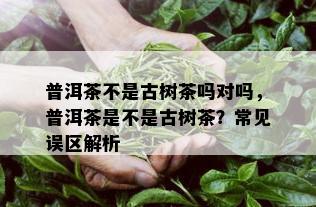 普洱茶不是古树茶吗对吗，普洱茶是不是古树茶？常见误区解析