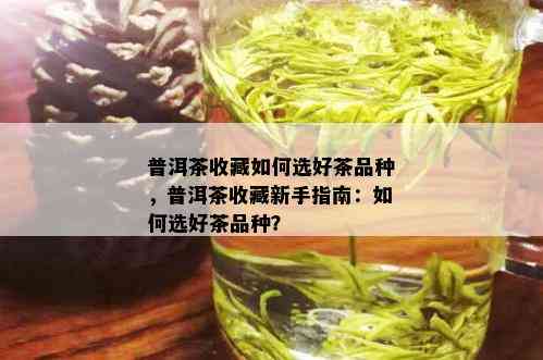 普洱茶收藏如何选好茶品种，普洱茶收藏新手指南：如何选好茶品种？