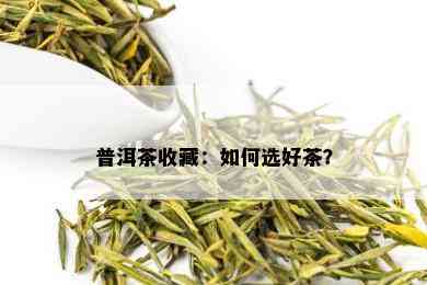 普洱茶收藏：如何选好茶？