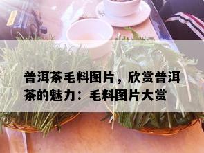 普洱茶毛料图片，欣赏普洱茶的魅力：毛料图片大赏