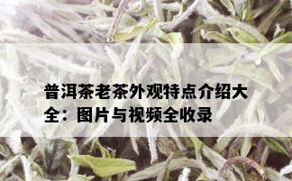 普洱茶老茶外观特点介绍大全：图片与视频全收录