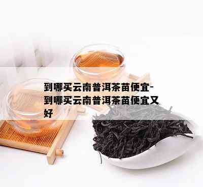 到哪买云南普洱茶苗便宜-到哪买云南普洱茶苗便宜又好