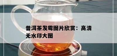 普洱茶发霉图片欣赏：高清无水印大图