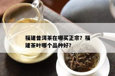 福建普洱茶在哪买正宗？福建茶叶哪个品种好？