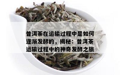 普洱茶在运输过程中是如何逐渐发酵的，揭秘：普洱茶运输过程中的神奇发酵之旅