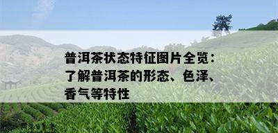 普洱茶状态特征图片全览：了解普洱茶的形态、色泽、香气等特性