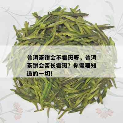 普洱茶饼会不霉斑呀，普洱茶饼会否长霉斑？你需要知道的一切！