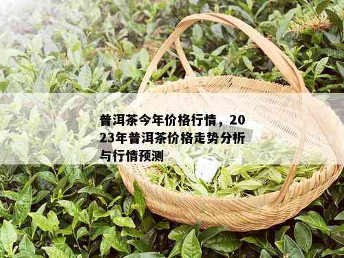 普洱茶今年价格行情，2023年普洱茶价格走势分析与行情预测