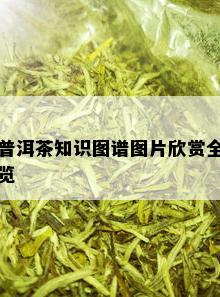 普洱茶知识图谱图片欣赏全览