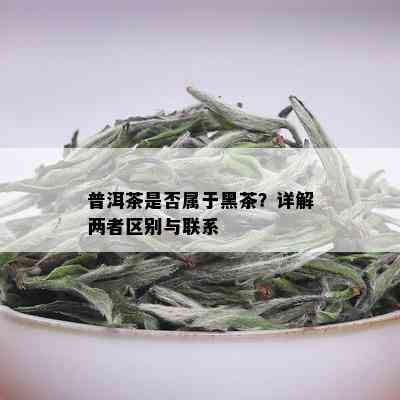 普洱茶是否属于黑茶？详解两者区别与联系