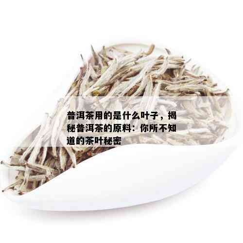 普洱茶用的是什么叶子，揭秘普洱茶的原料：你所不知道的茶叶秘密