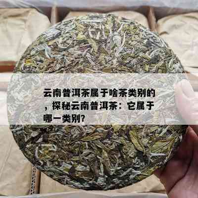 云南普洱茶属于啥茶类别的，探秘云南普洱茶：它属于哪一类别？