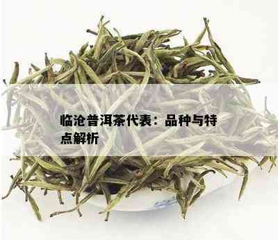 临沧普洱茶代表：品种与特点解析