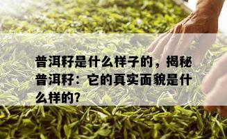 普洱籽是什么样子的，揭秘普洱籽：它的真实面貌是什么样的？