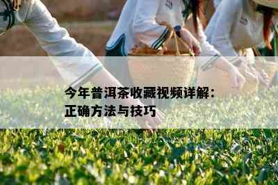 今年普洱茶收藏视频详解：正确方法与技巧