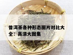 普洱茶各种形态图片对比大全：高清大图集