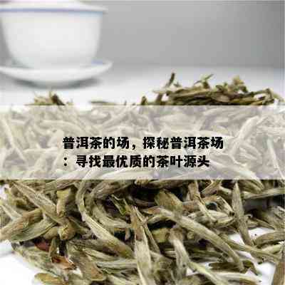 普洱茶的场，探秘普洱茶场：寻找更优质的茶叶源头