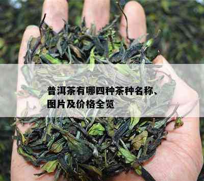 普洱茶有哪四种茶种名称、图片及价格全览