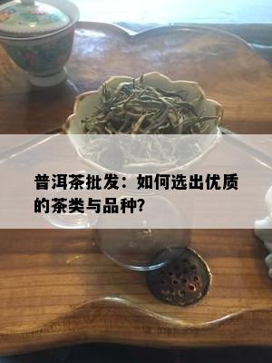 普洱茶批发：如何选出优质的茶类与品种？