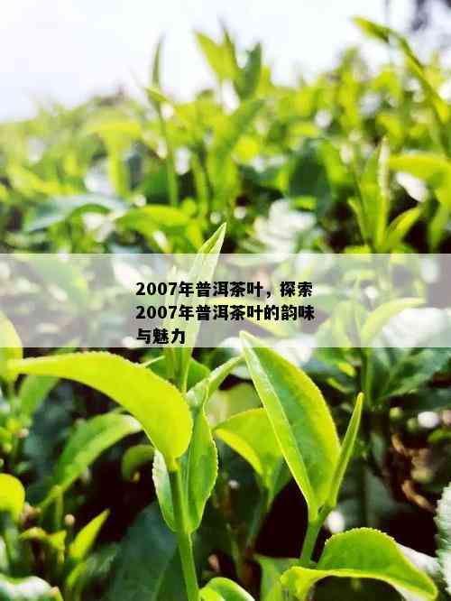 2007年普洱茶叶，探索2007年普洱茶叶的韵味与魅力