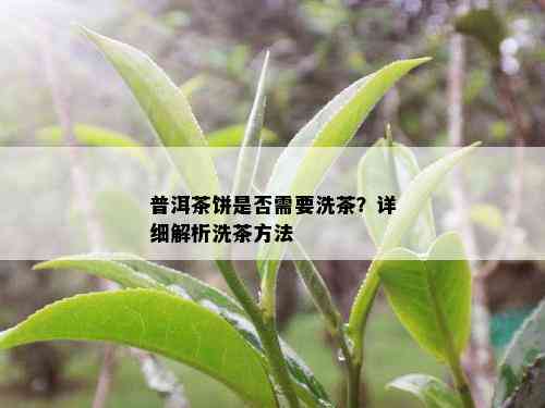 普洱茶饼是否需要洗茶？详细解析洗茶方法