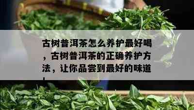 古树普洱茶怎么养护更好喝，古树普洱茶的正确养护方法，让你品尝到更好的味道！