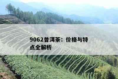 9062普洱茶：价格与特点全解析