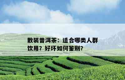 散装普洱茶：适合哪类人群饮用？好坏如何鉴别？