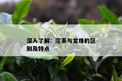 深入了解：沱茶与龙珠的区别及特点