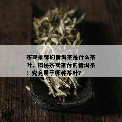 茶友推荐的普洱茶是什么茶叶，揭秘茶友推荐的普洱茶：究竟属于哪种茶叶？