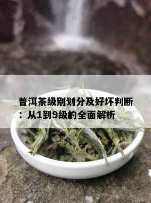 普洱茶级别划分及好坏判断：从1到9级的全面解析