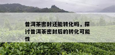 普洱茶密封还能转化吗，探讨普洱茶密封后的转化可能性